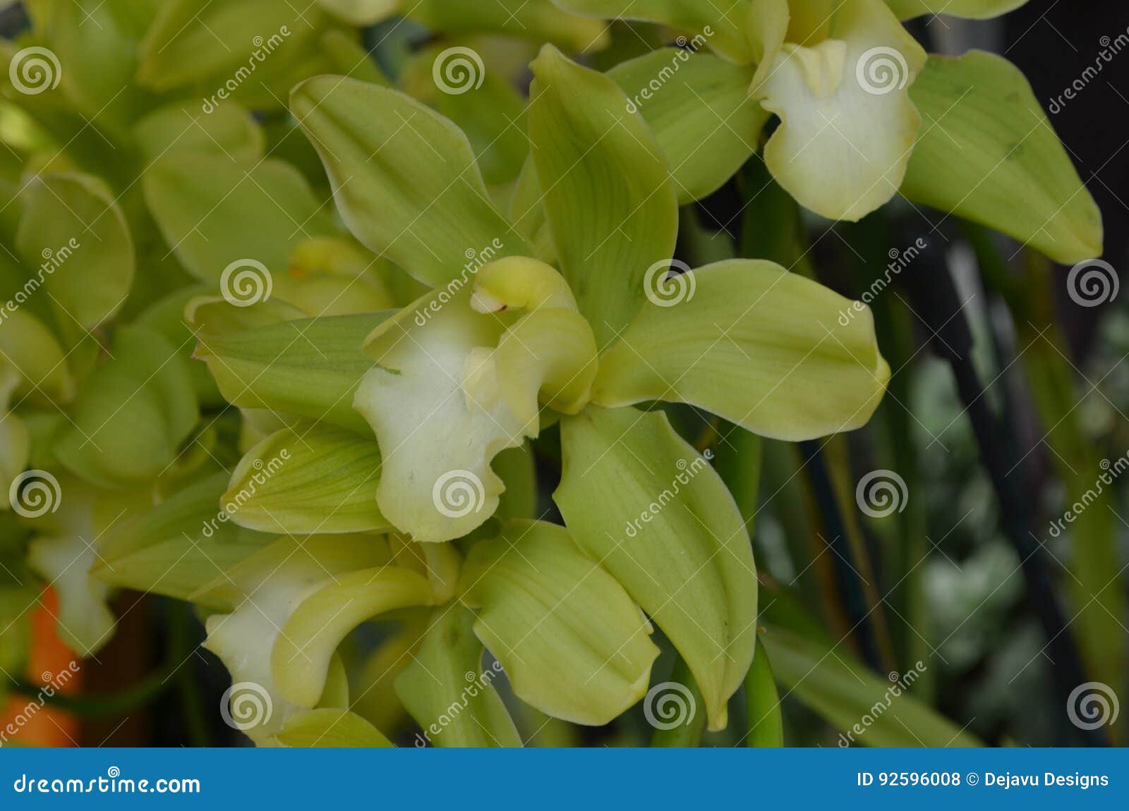 Orquídeas Do Verde-lima Que Florescem Em Um Jardim Foto de Stock - Imagem  de horticultura, botânica: 92596008