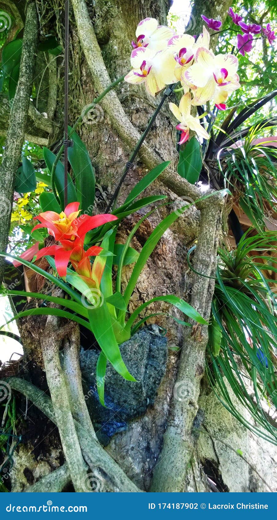 Orquídeas E Plantas Epífitas No Jardim Botânico Da Desia Em Basseterre Na  Guadeloupe Foto de Stock - Imagem de planta, cave: 174187902