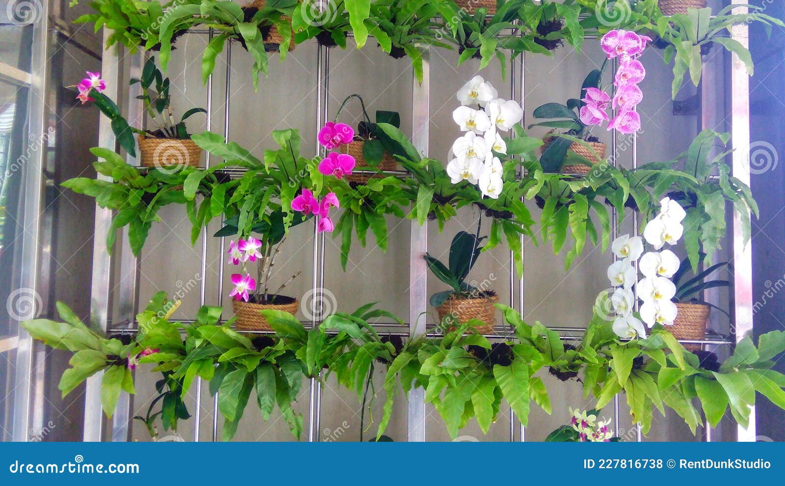 Orquídeas em vaso de ferro foto de stock. Imagem de planta - 227816738