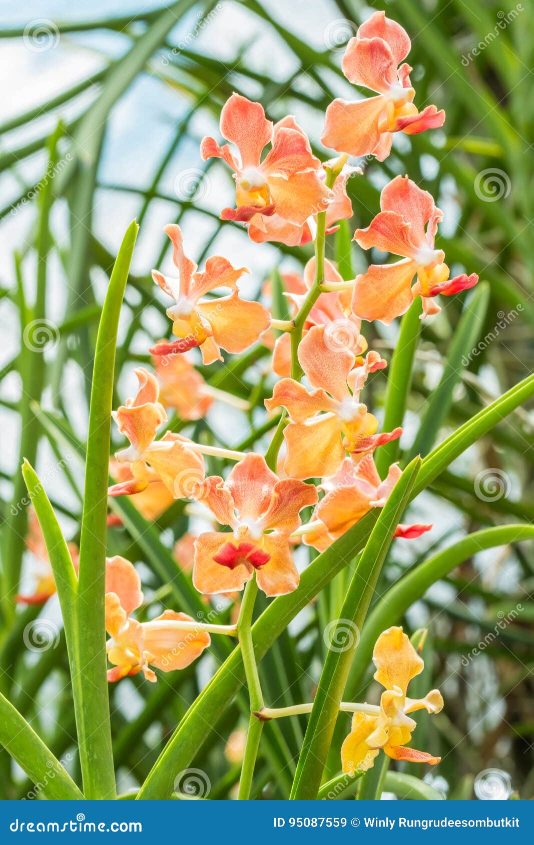 Orquídeas Fragantes, Orquídea De La Sol Del Udon Imagen de archivo - Imagen  de olor, resorte: 95087559