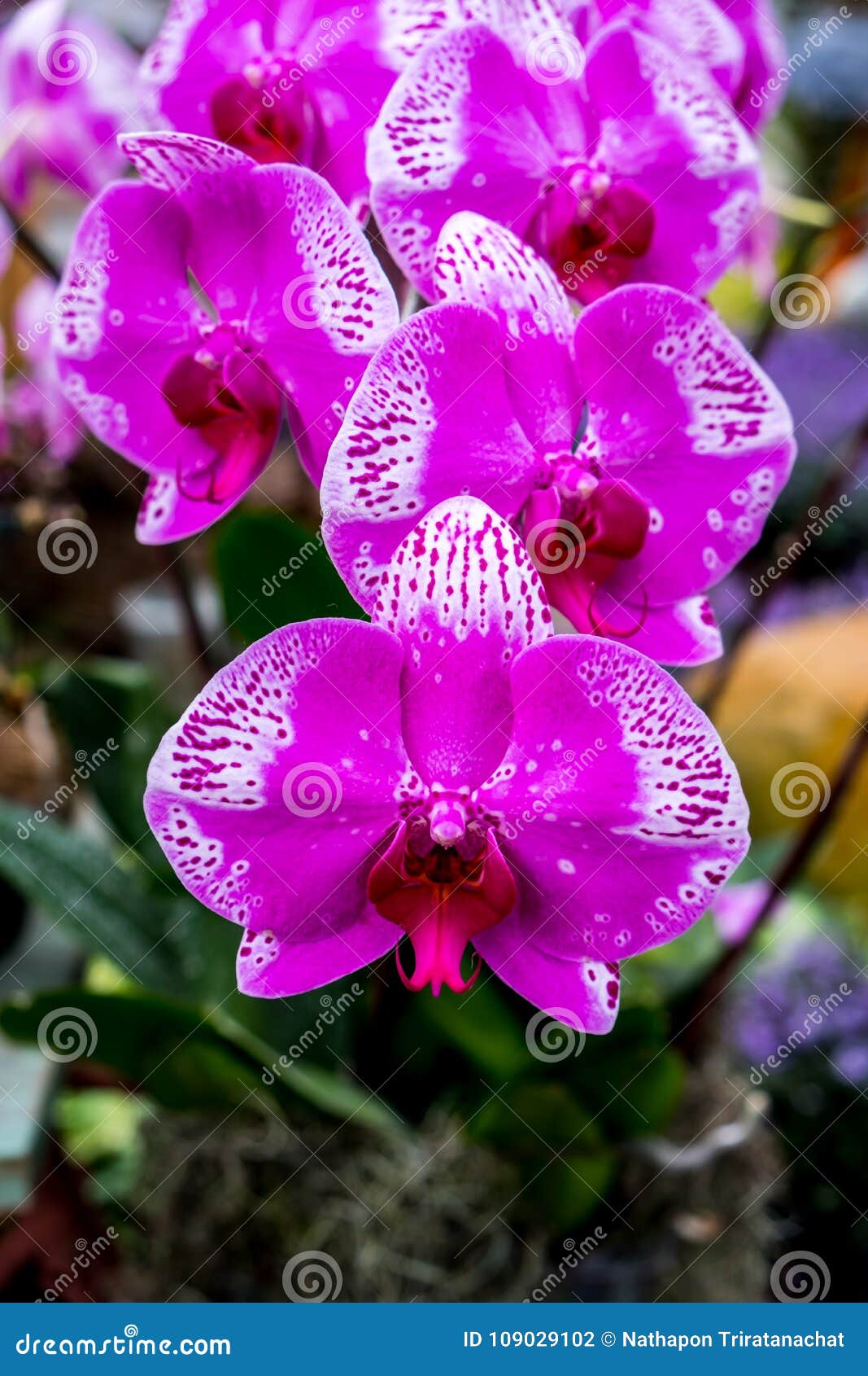 Orquídeas Hermosas De Phalaenopsismoth Foto de archivo - Imagen de flor,  polilla: 109029102