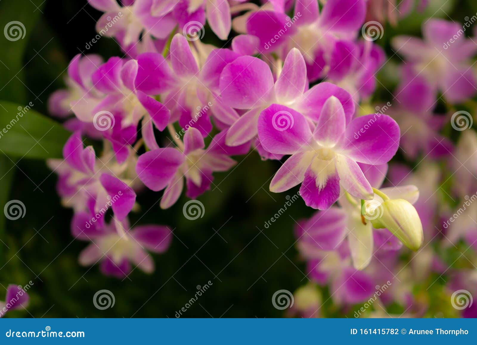 Orquídeas Jardim, Cachos De Pétalas Cor-de-rosa a Orquídea Híbrida De  Dendrobium Floresce Sobre Folhas Verdes Escuras Fundo Embaç Foto de Stock -  Imagem de pétalas, roxo: 161415782