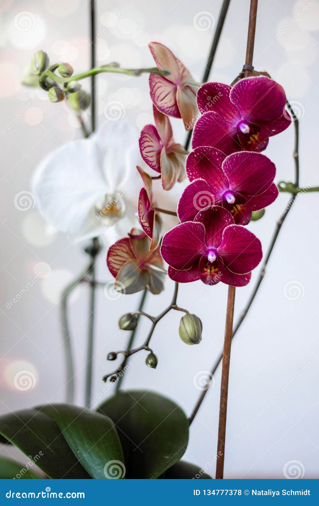 Orquídeas Lilás E Brancas Inflorescência De Flores Roxas E Brancas Da  Orquídea Nos Ramos Com Folhas Foto de Stock - Imagem de flores, favorito:  134777378