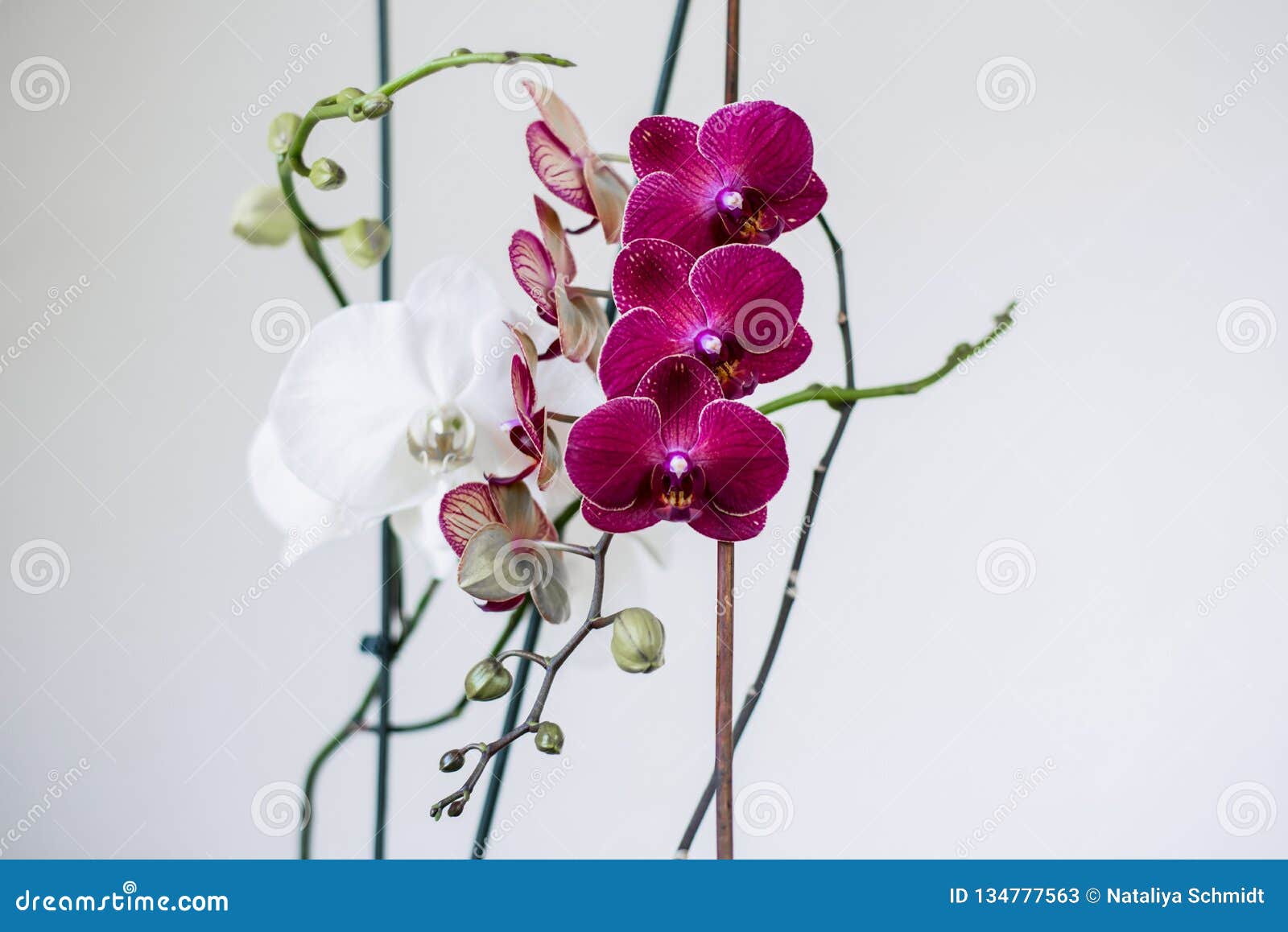 Orquídeas Lilás E Brancas Inflorescência De Flores Roxas E Brancas Da  Orquídea Nos Ramos Com Folhas Imagem de Stock - Imagem de floral,  primeiramente: 134777563