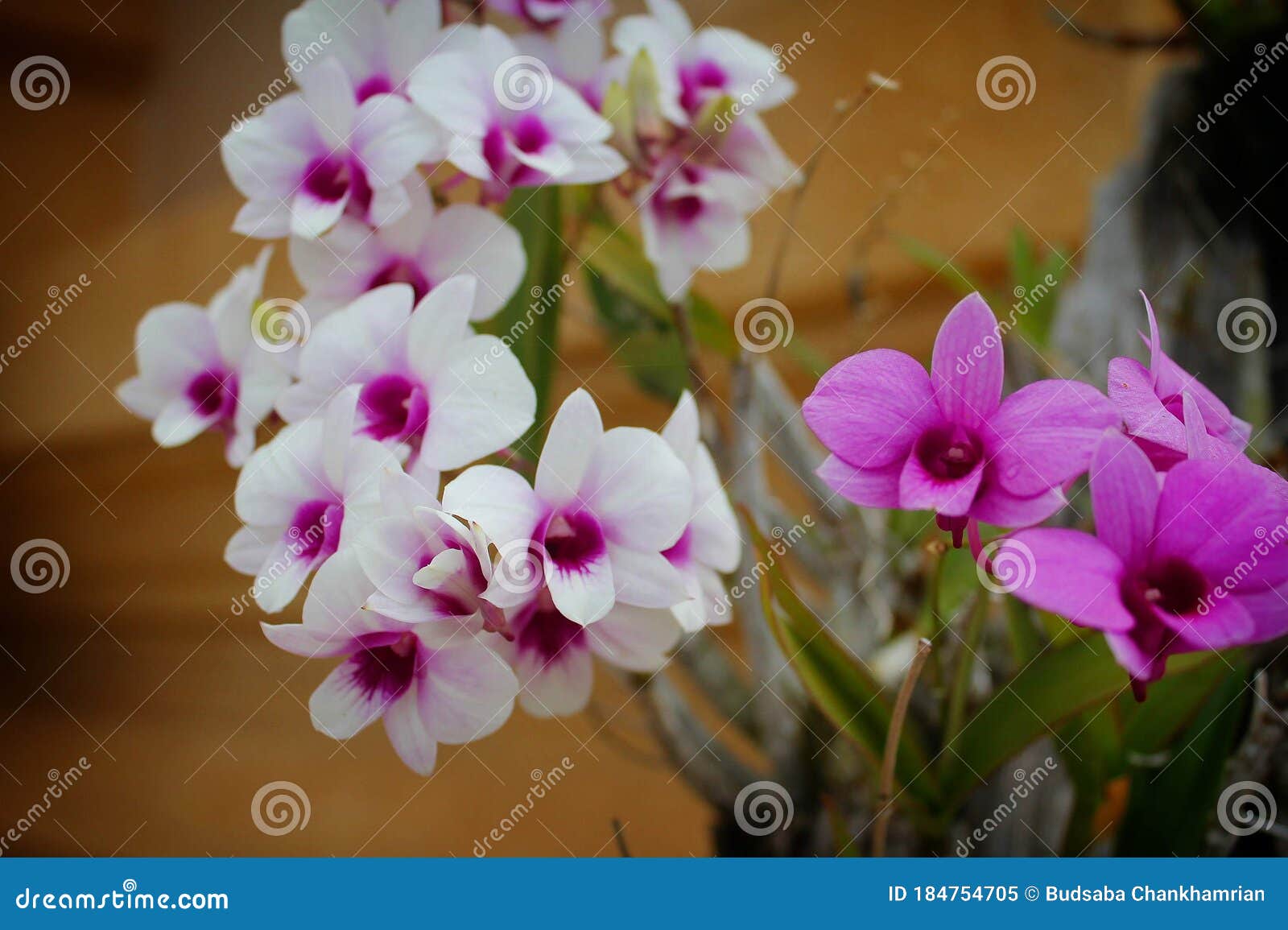 Orquídeas Moradas Y Blancas En El Jardín Imagen de archivo - Imagen de  primer, verano: 184754705