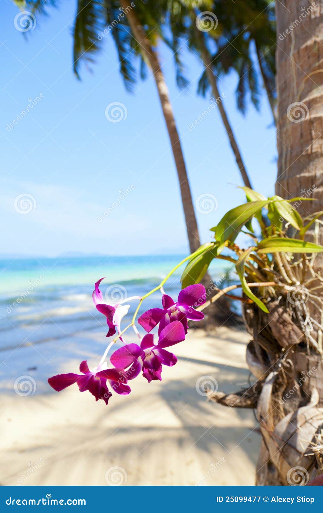 Orquídeas na praia imagem de stock. Imagem de palma, azul - 25099477