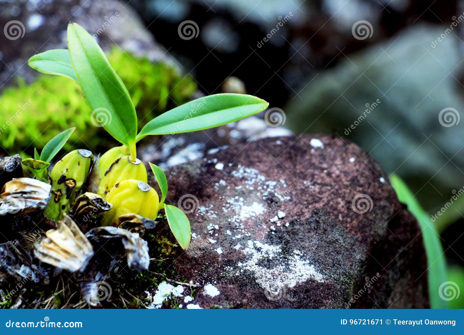 Orquídeas na rocha imagem de stock. Imagem de rocha, preto - 96721671