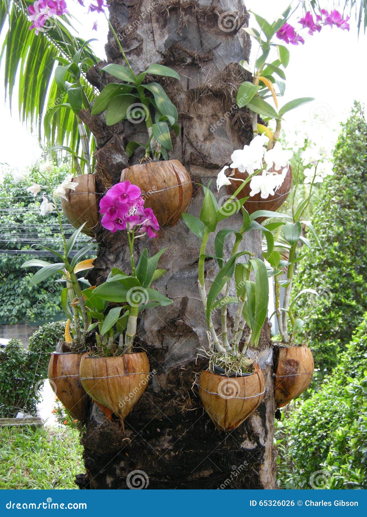 Orquídeas No Tronco De árvore Foto de Stock - Imagem de jardim, flora:  65326026