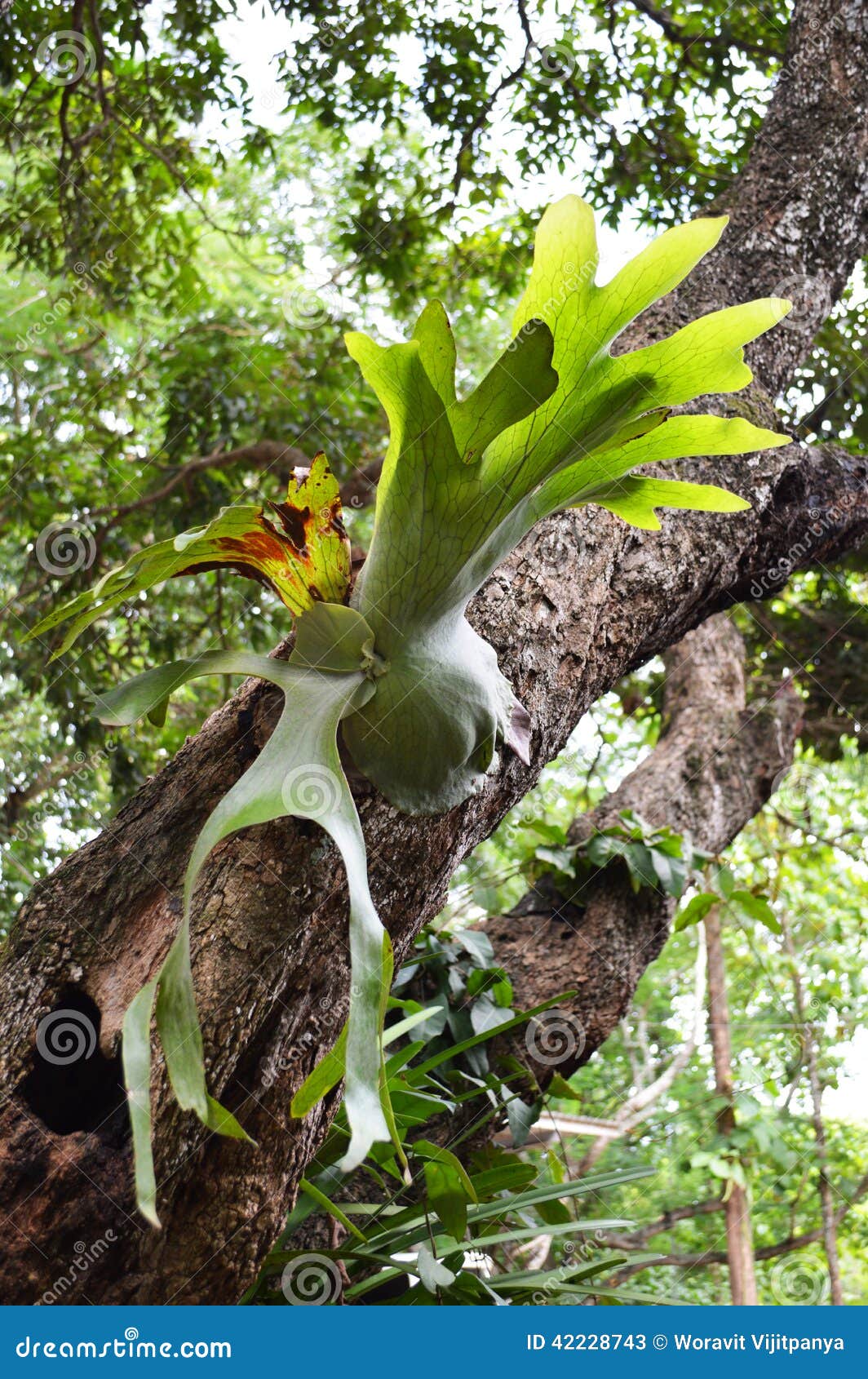 Orquídeas Parásitas En árboles Imagen de archivo - Imagen de calor,  travieso: 42228743