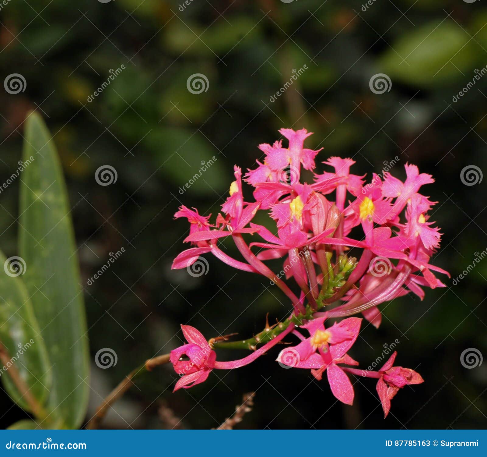 Orquídeas pequenas roxas imagem de stock. Imagem de naughty - 87785163