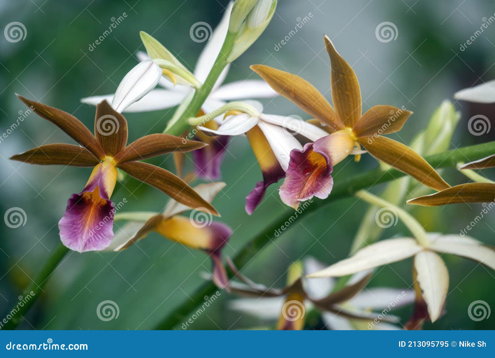 Orquídeas Phaius Comúnmente Conocido Como El Swamporchid Mayor Imagen de  archivo - Imagen de lirio, flor: 213095795