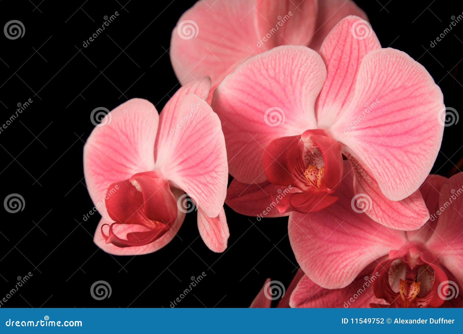 1,299 Orquídeas Rojas Fotos de stock - Fotos libres de regalías de  Dreamstime