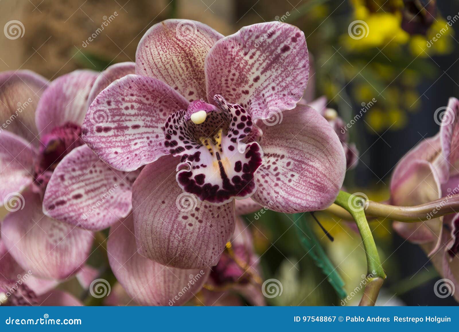 Orquídeas, rosas e flores imagem de stock. Imagem de jardim - 97548867