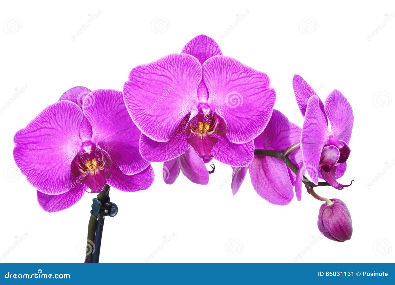 Orquídeas roxas imagem de stock. Imagem de colheita, interior - 86031131