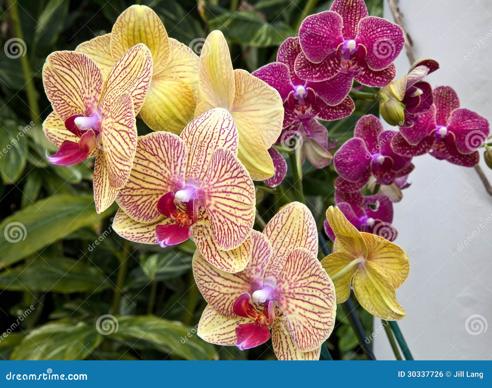 Orquídeas roxas e amarelas foto de stock. Imagem de flor - 30337726