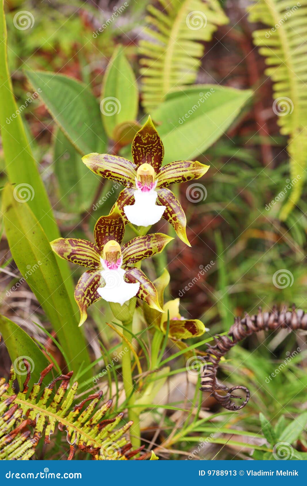 Orquídeas selvagens imagem de stock. Imagem de botânica - 9788913