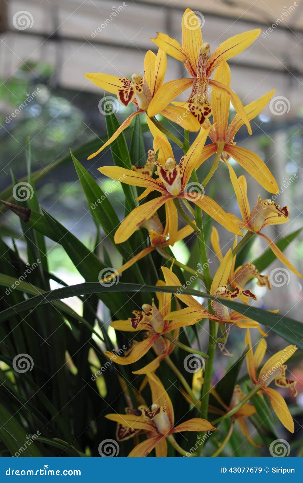 Orquídeas Selvagens Amarelas Imagem de Stock - Imagem de flor, tailândia:  43077679