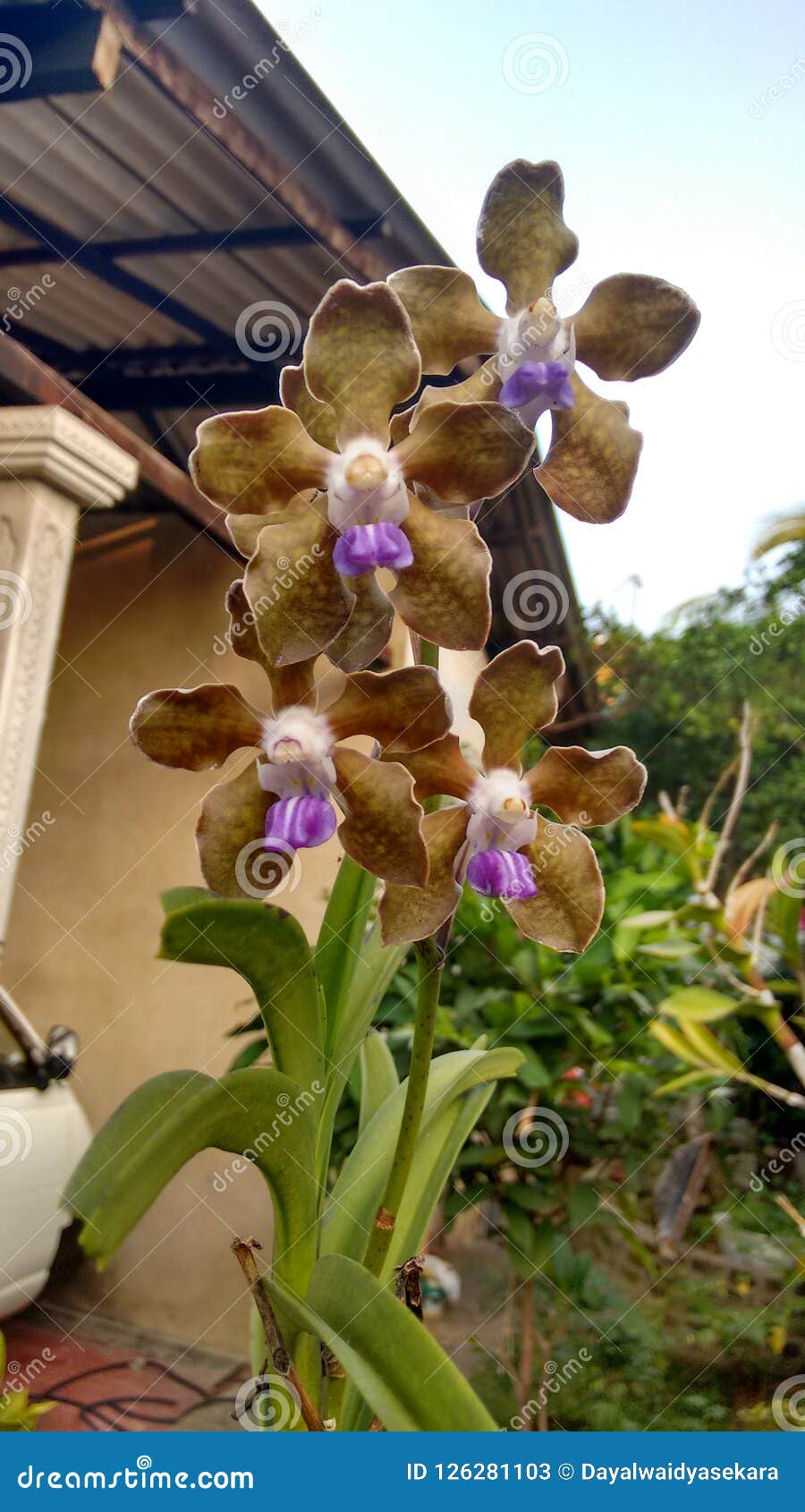 Orquídeas Selvagens Da Flor Tropical Imagem de Stock - Imagem de molhado,  planta: 126281103