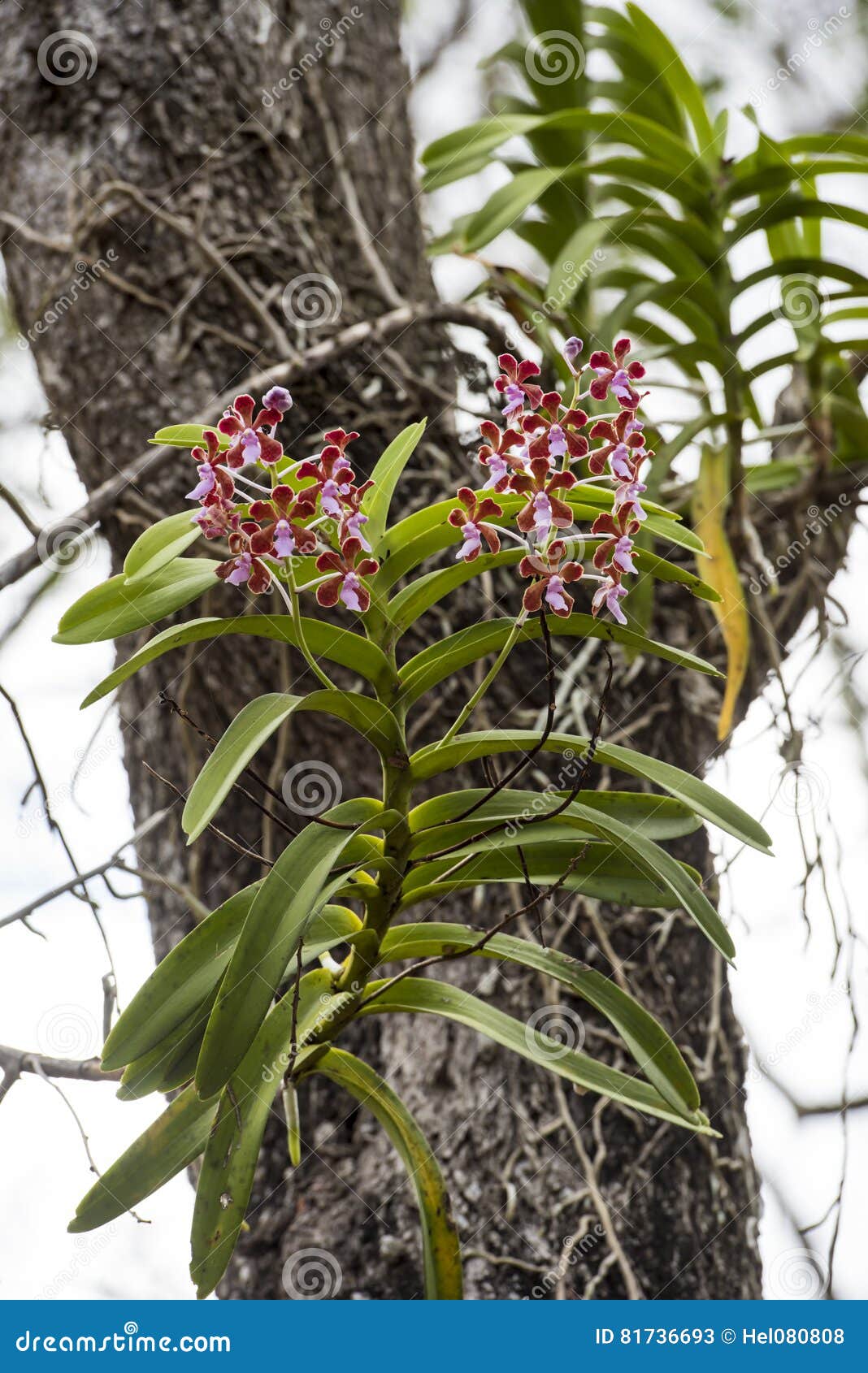 Orquídeas Selvagens Na árvore Imagem de Stock - Imagem de tropical,  floresta: 81736693