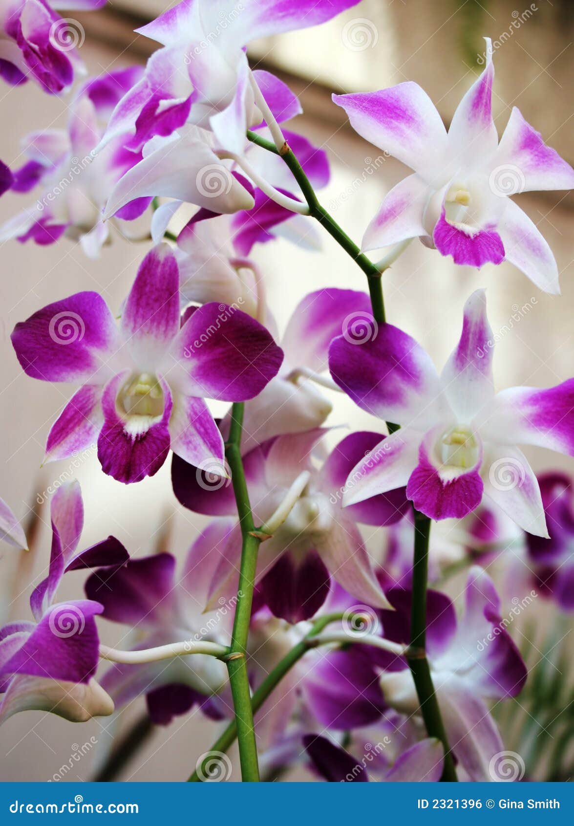 Las orquídeas naturales en Tailandia Fotografía de stock - Alamy