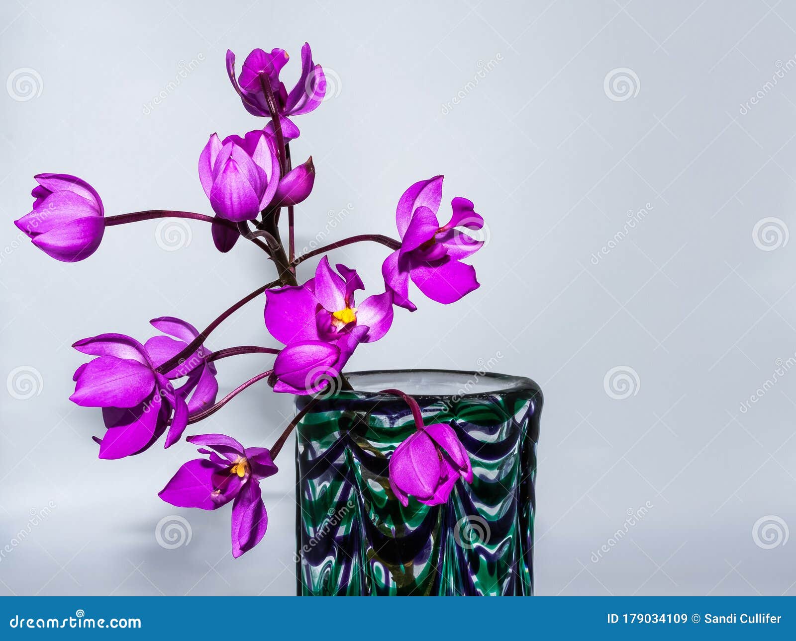 Orquídeas Terrestres Roxas Em Vaso Roxo E Verde Imagem de Stock - Imagem de  flor, derramamento: 179034109