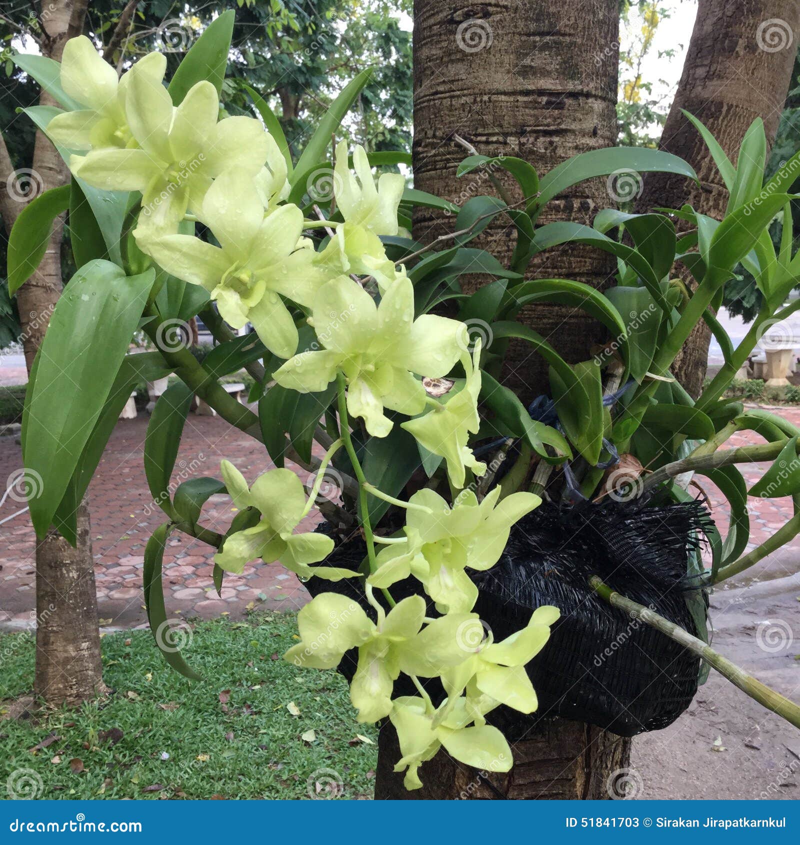 Orquídeas verdes imagen de archivo. Imagen de flores - 51841703