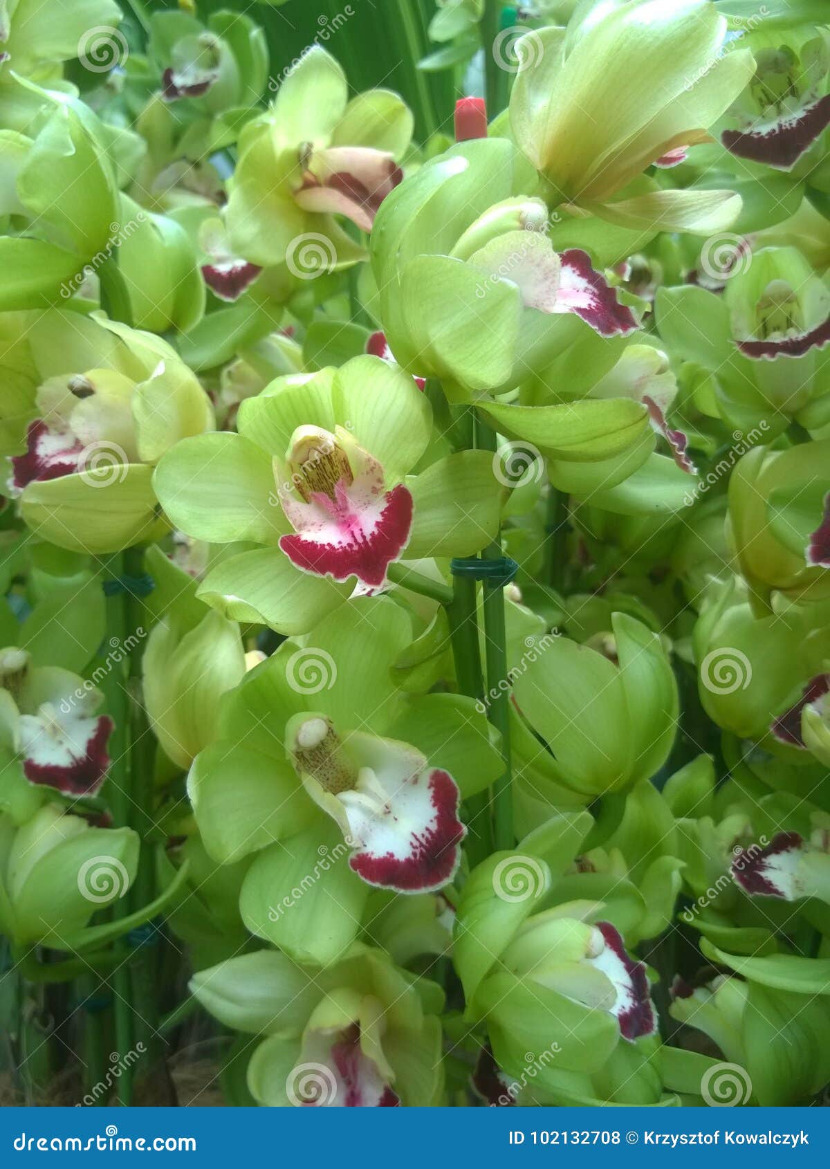 Orquídeas Verdes Do Cymbidium Foto de Stock - Imagem de mola, alimento:  102132708