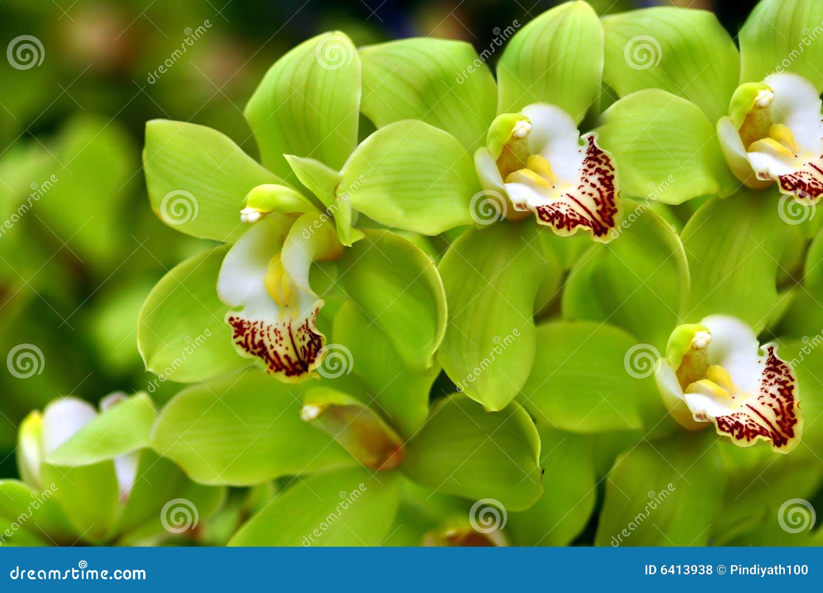 Orquídeas verdes hermosas foto de archivo. Imagen de fondos - 6413938