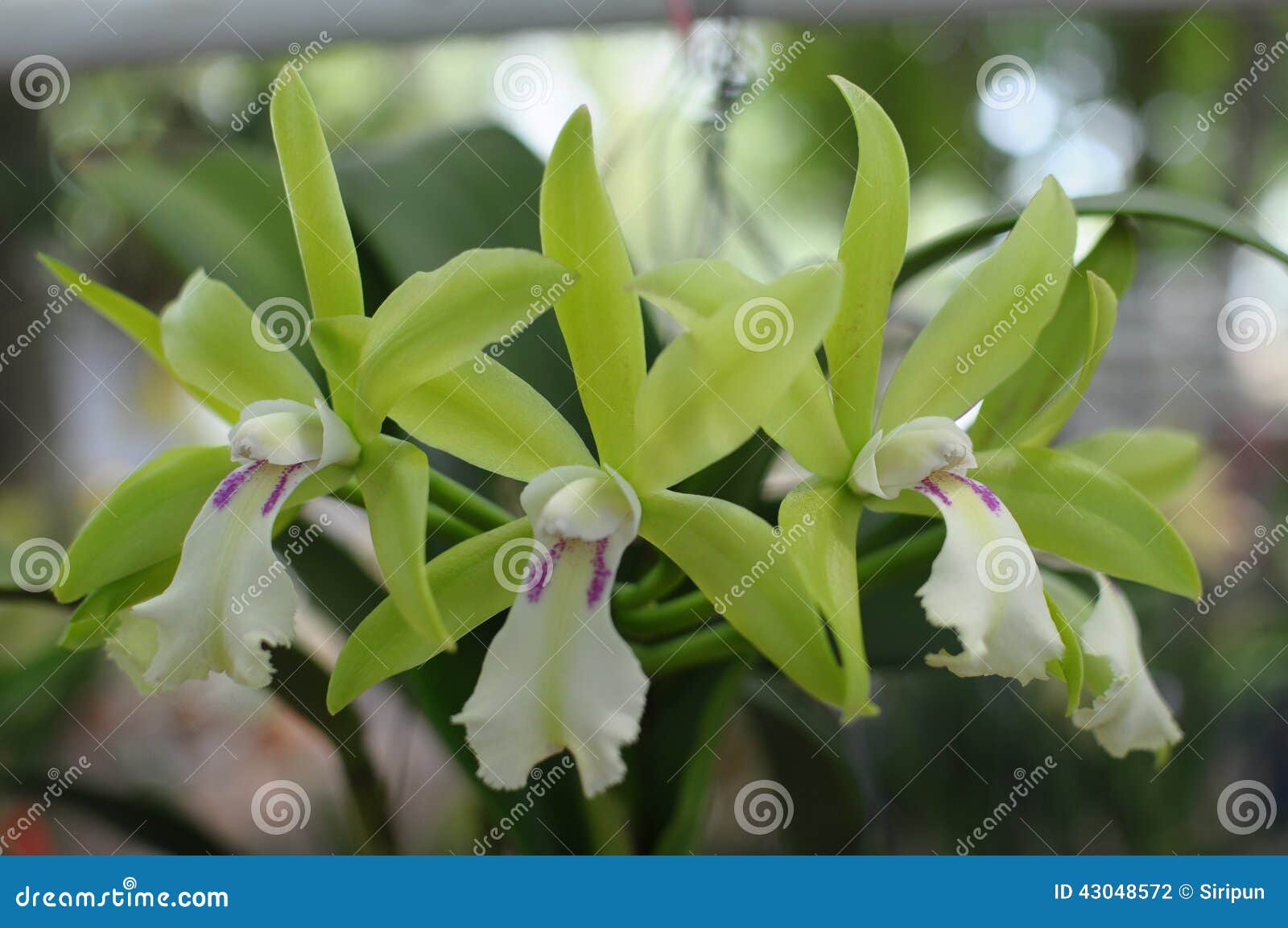 Orquídeas verdes raras foto de archivo. Imagen de raro - 43048572