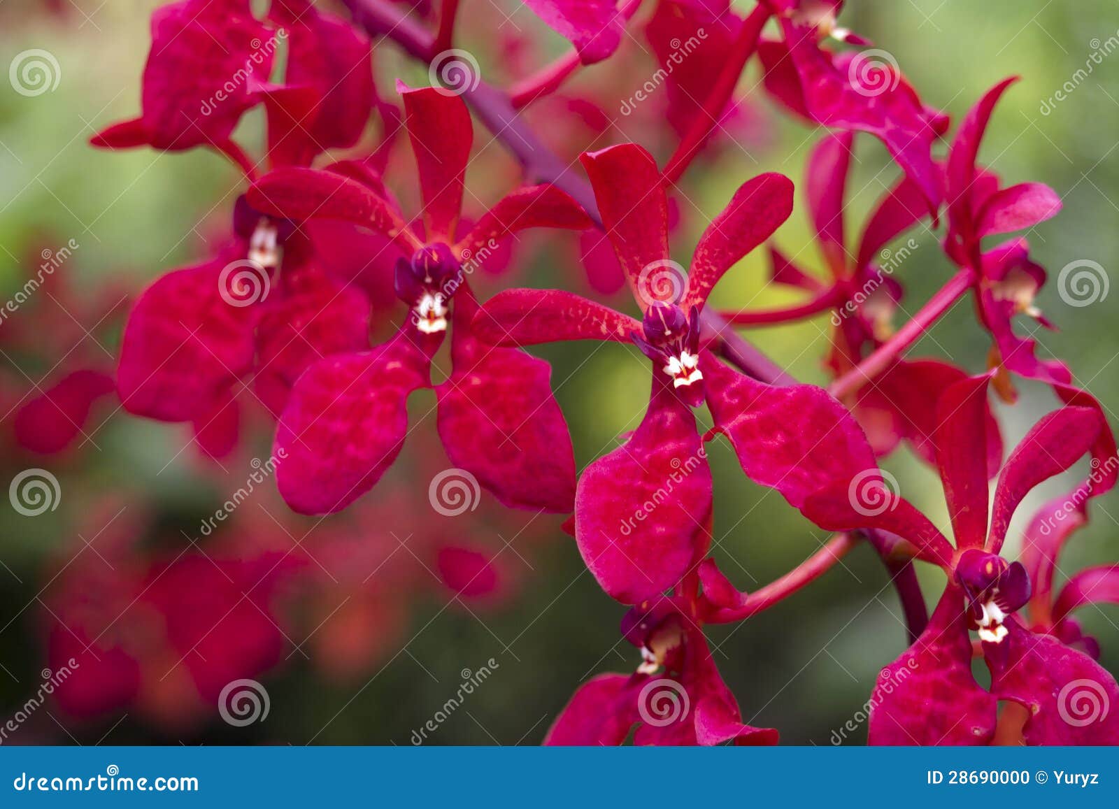 Orquídeas vermelhas foto de stock. Imagem de flora, vermelho - 28690000