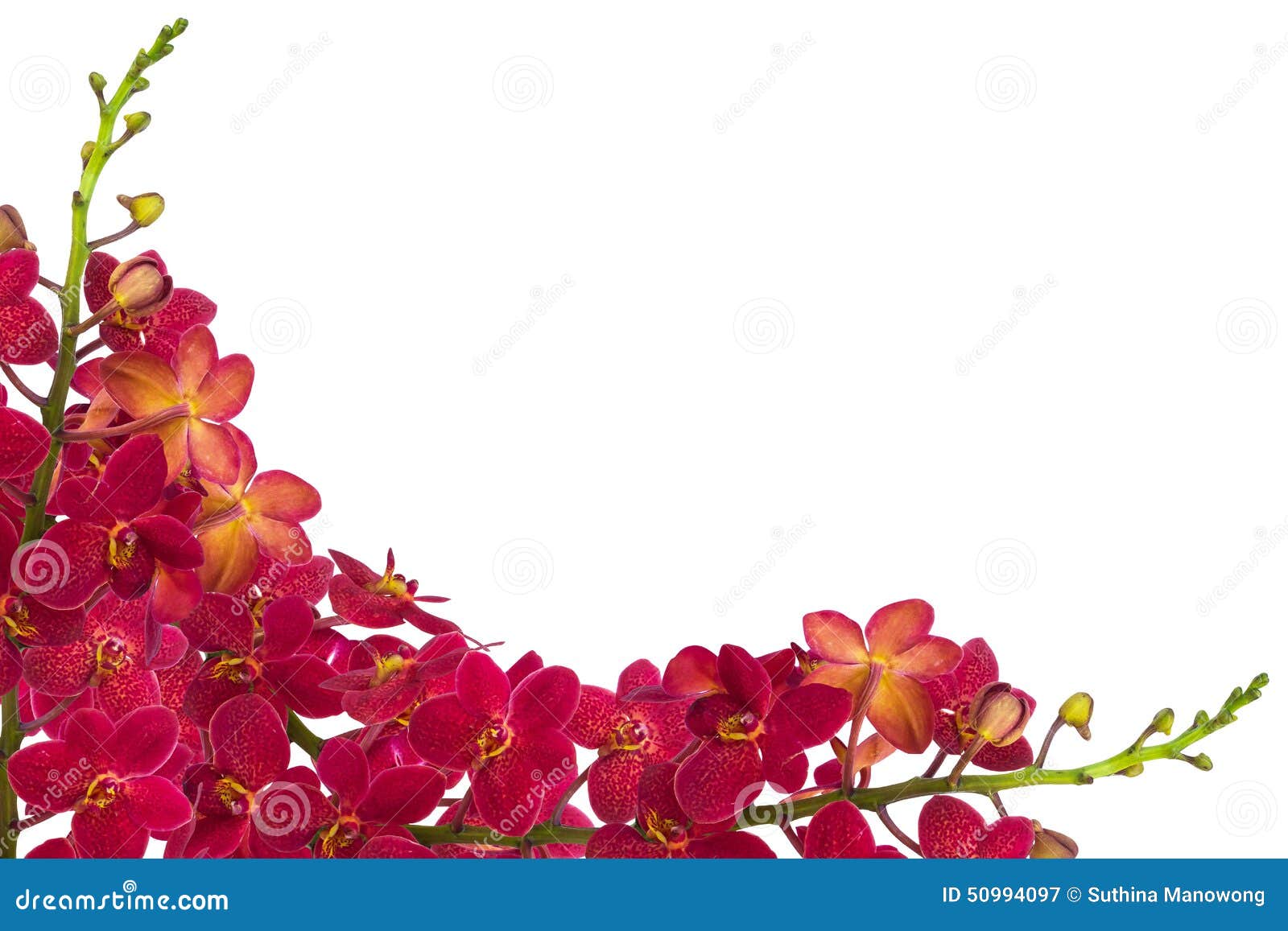 Orquídeas vermelhas imagem de stock. Imagem de flora - 50994097