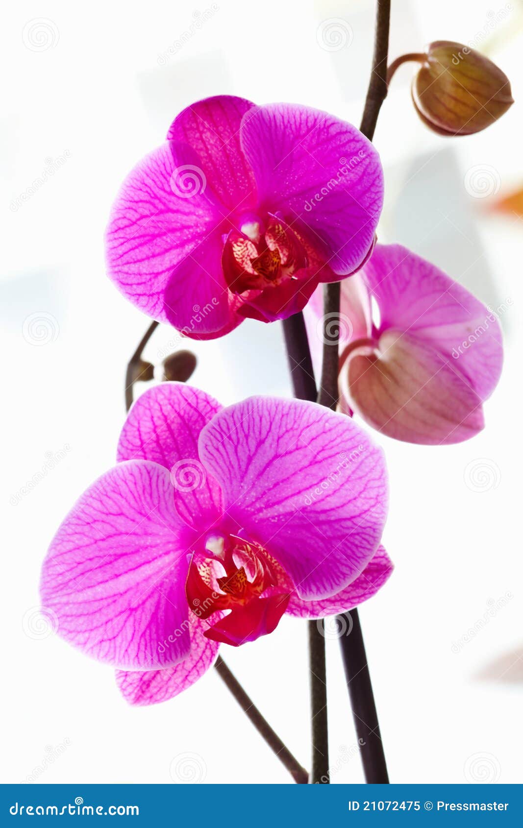 Orquídeas violetas imagen de archivo. Imagen de estacional - 21072475