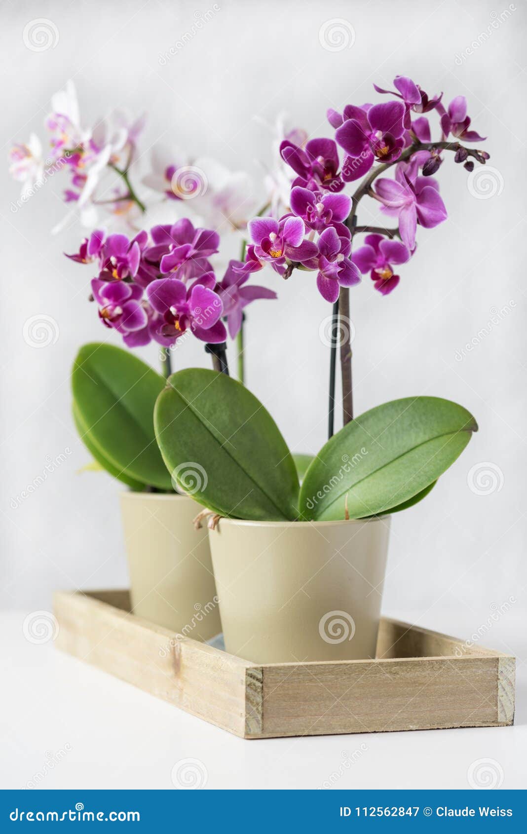 Orquídeas Violetas E Brancas Decorativas Em Uns Potenciômetros Verdes  Imagem de Stock - Imagem de consideravelmente, verde: 112562847