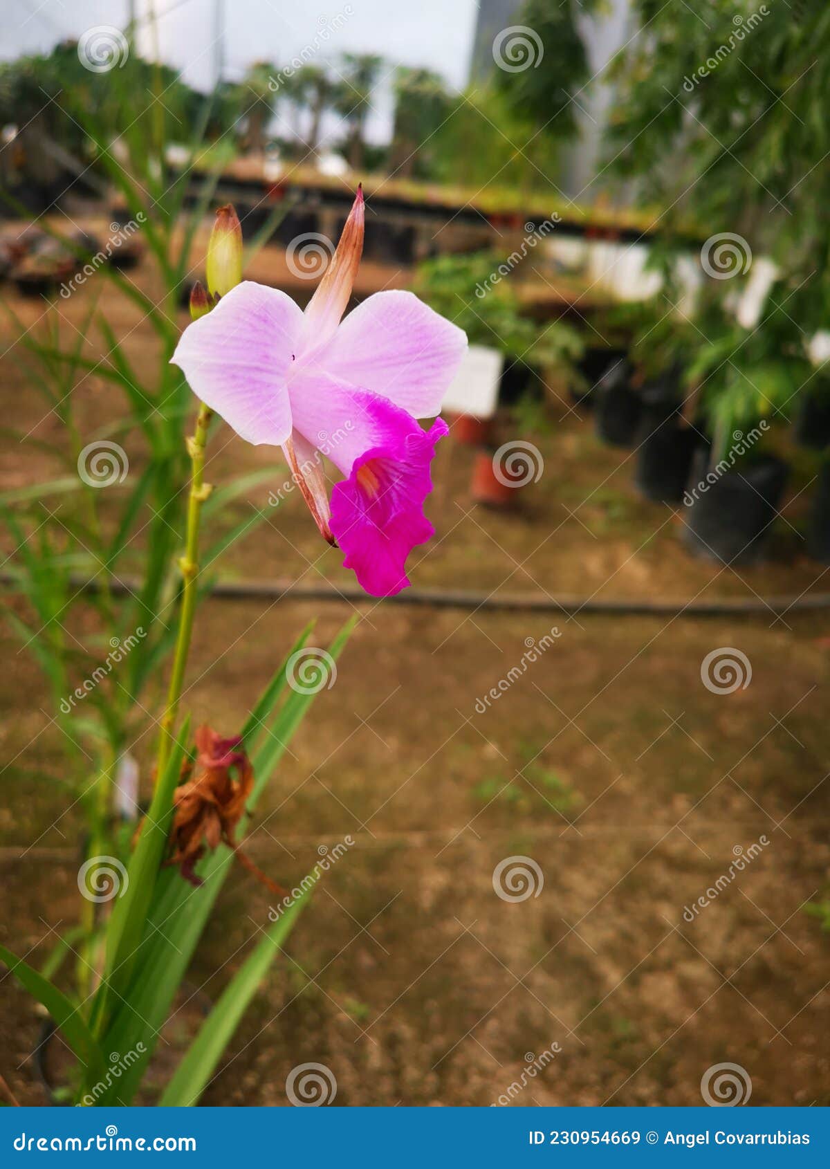orquidea enana