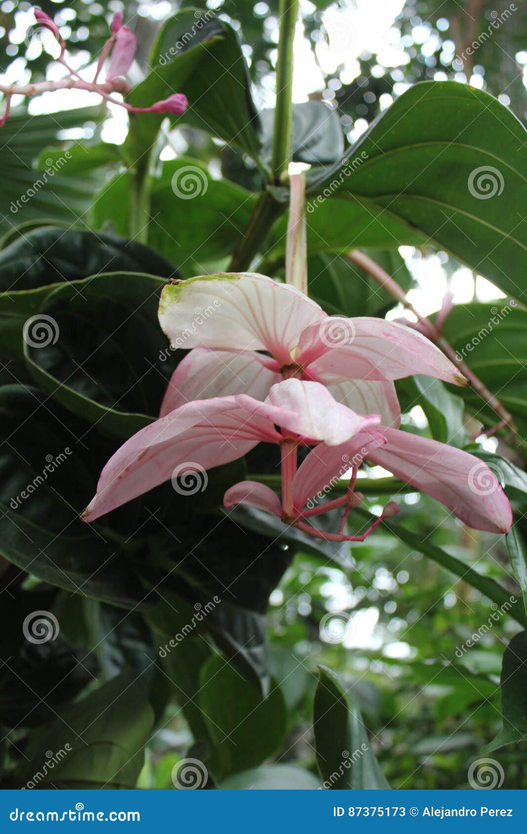 orquidea flowers