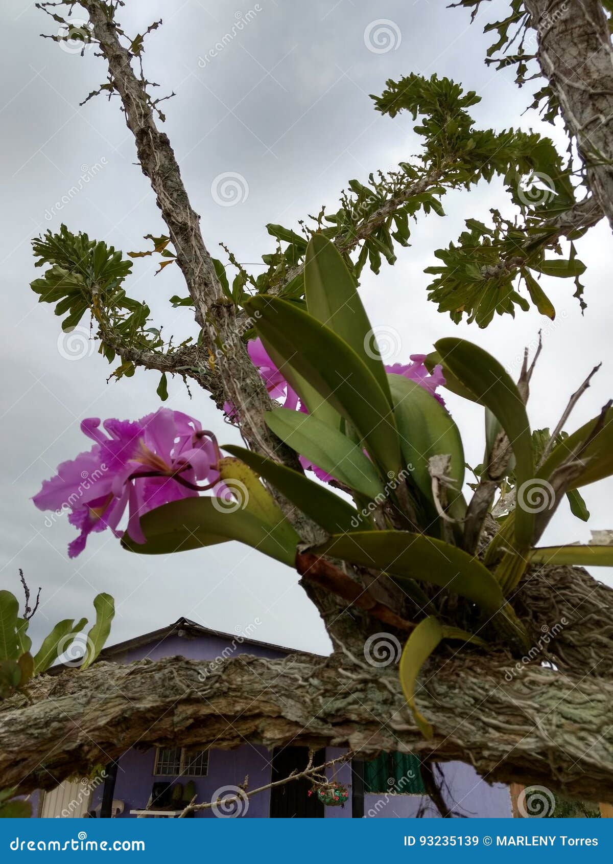 orquidea orchid flower