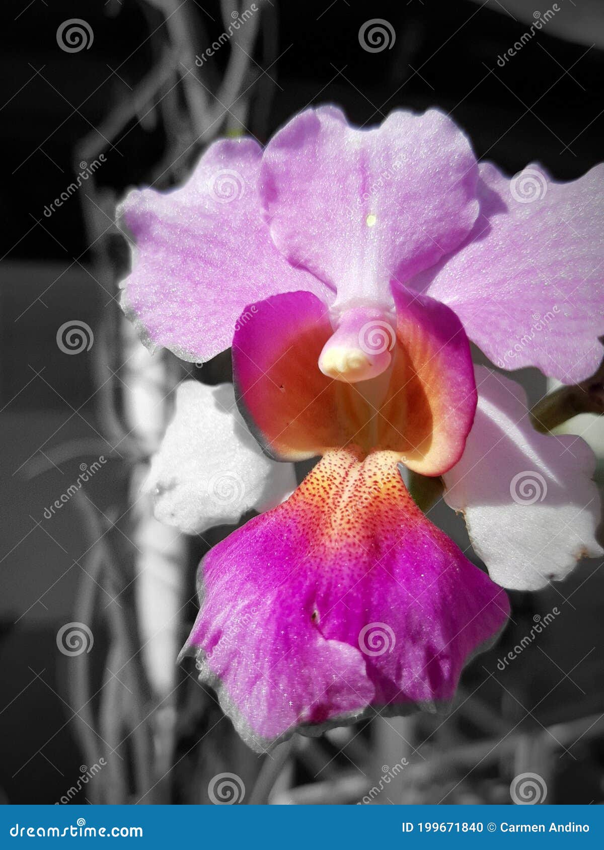 orquidea