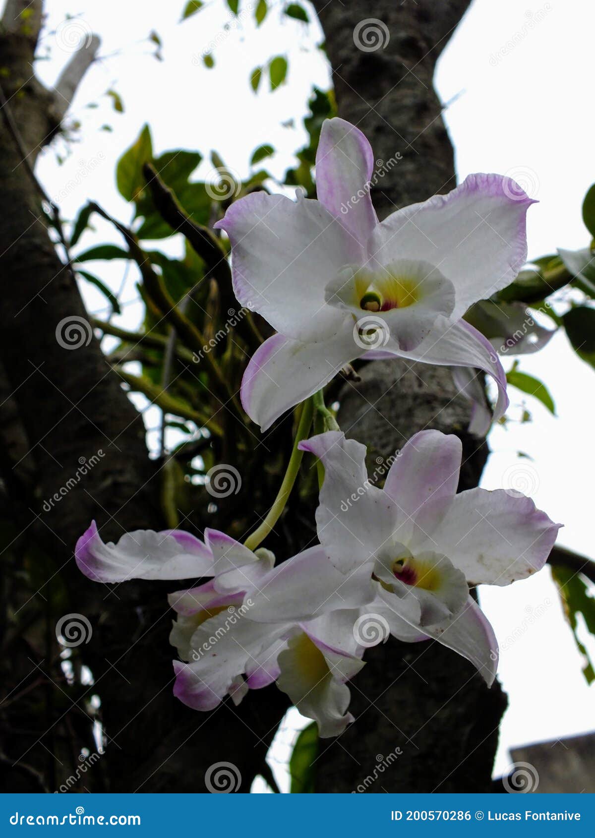 orquideas brancas em um dia nublado