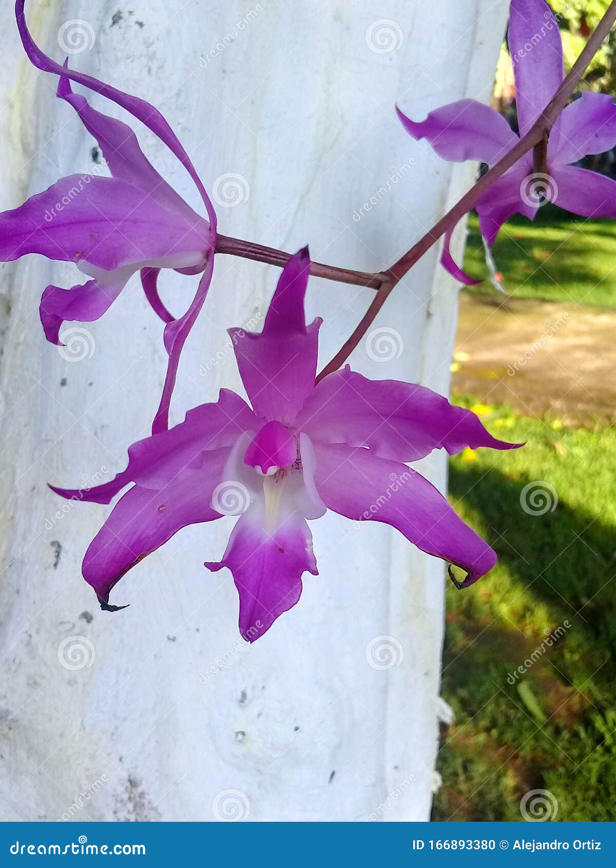 orquideas floreciendo a la sombra de un limonero