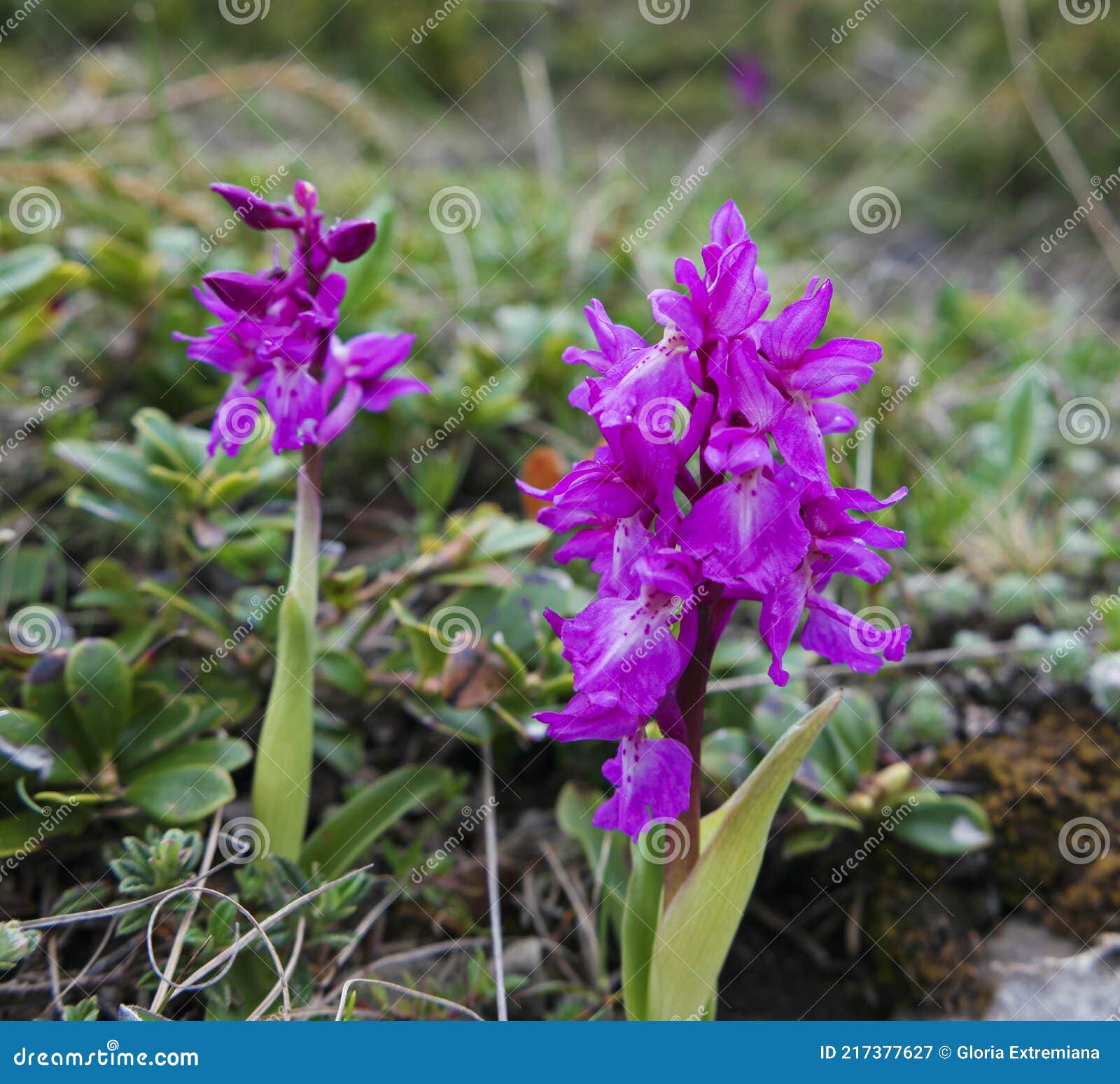 wild purple orchids on the mountain