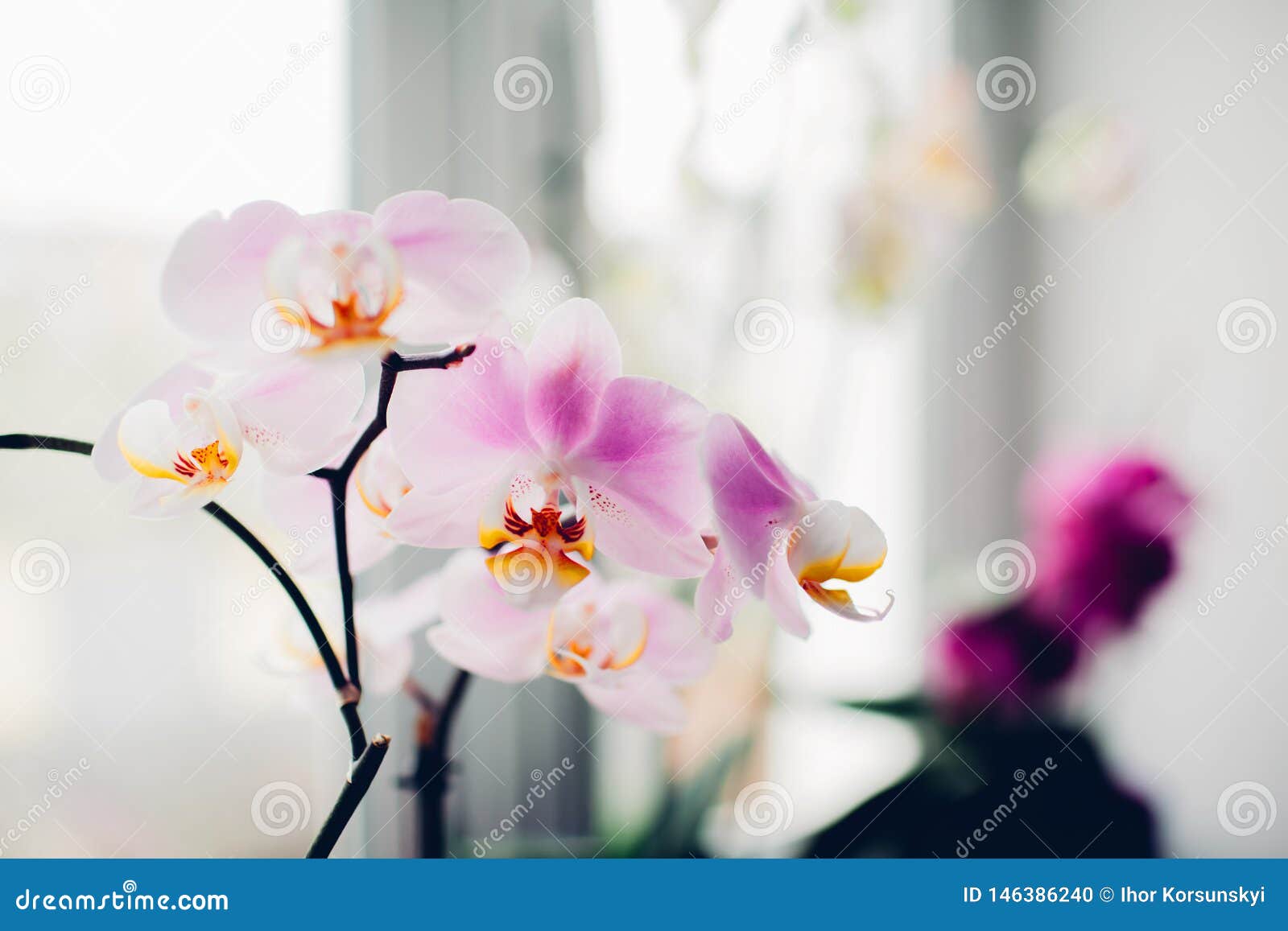 Orquídea roxa na soleira A HOME planta o cuidado. Orquídea roxa na soleira Plantas home
