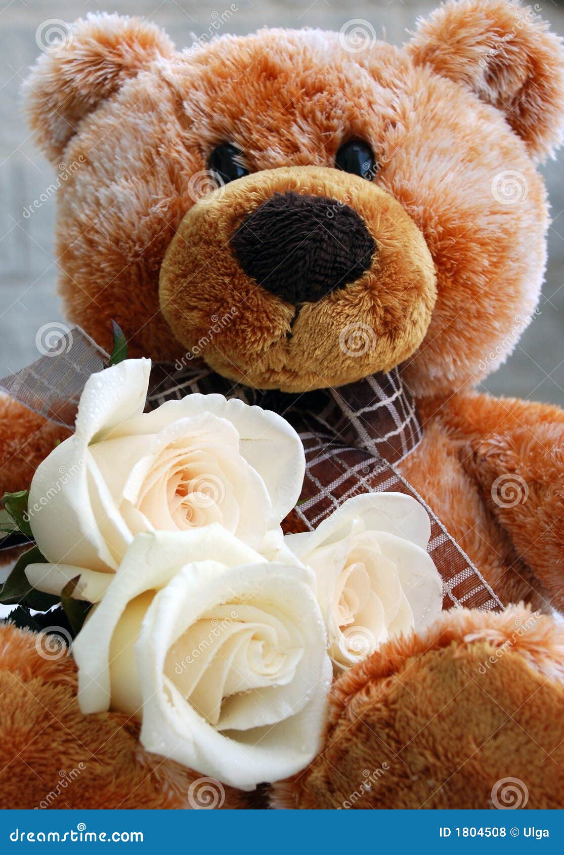 Orso Dell'orsacchiotto Con Le Rose Bianche Fotografia Stock