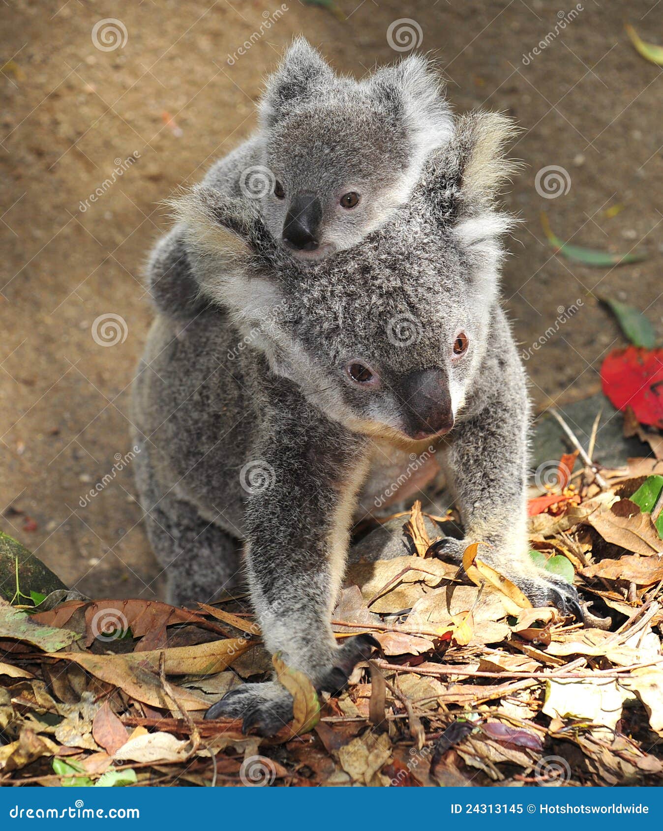 bicicletta bambino koala verde