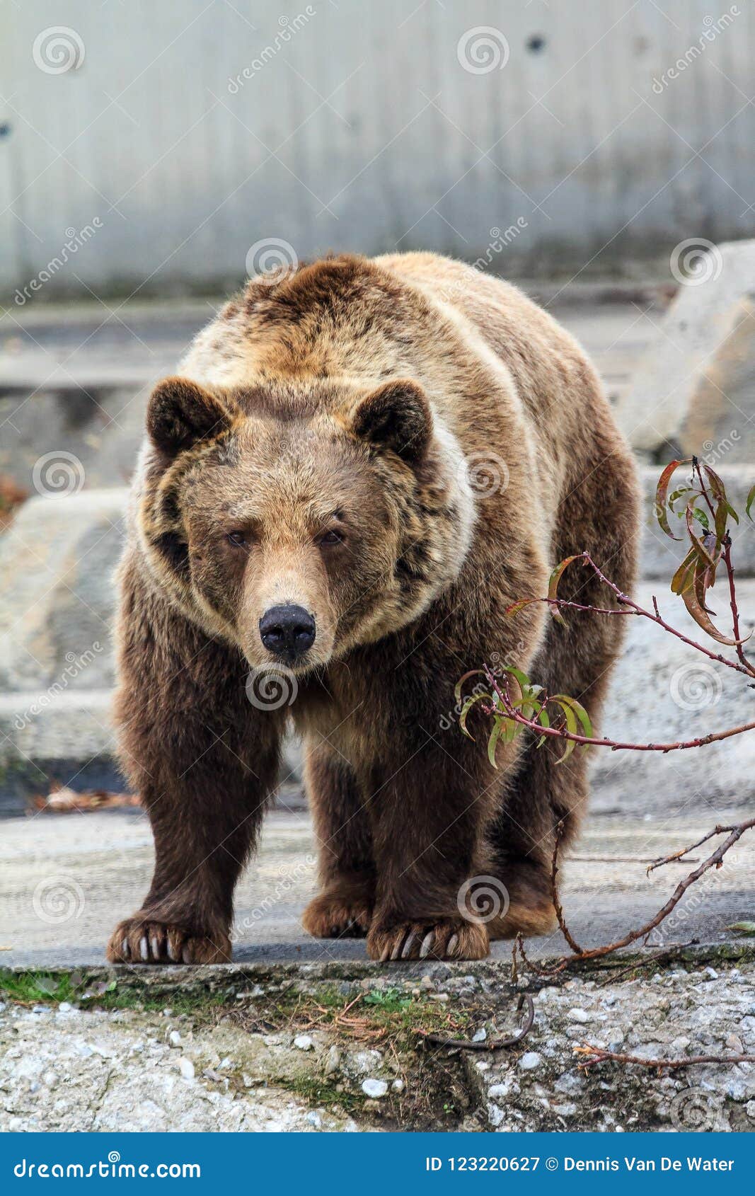 bambole reborn femmine