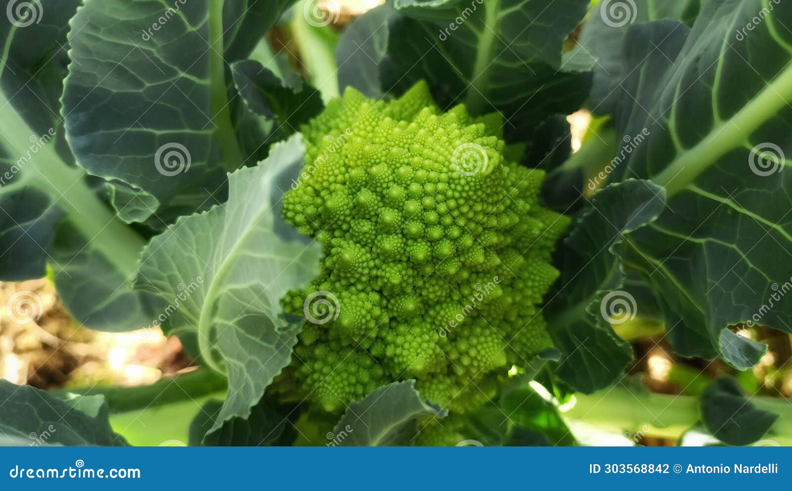 ortaggi - pianta del cavolo broccolo romano