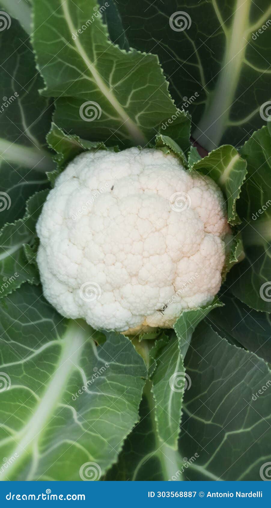 ortaggi verdura - la pianta di cavolfiore bianco