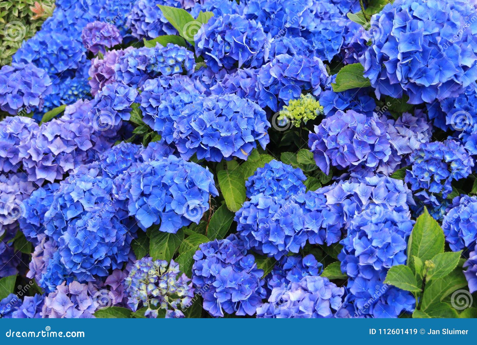 ortensia-di-fioritura-blu-nel-giardino-112601419