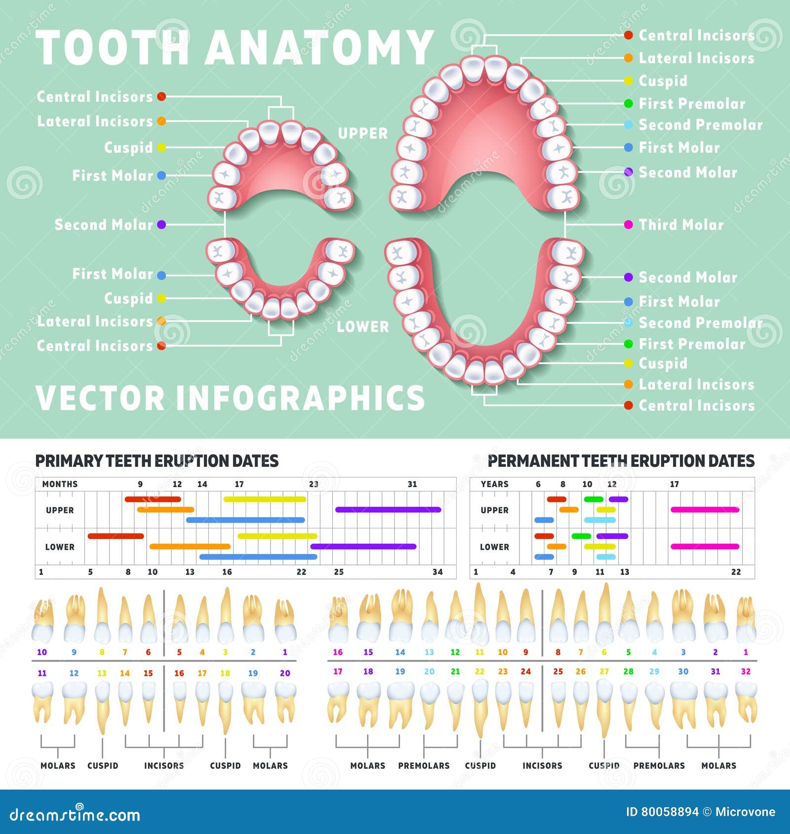 orthodontist human tooth anatomy  infographics with teeth diagrams