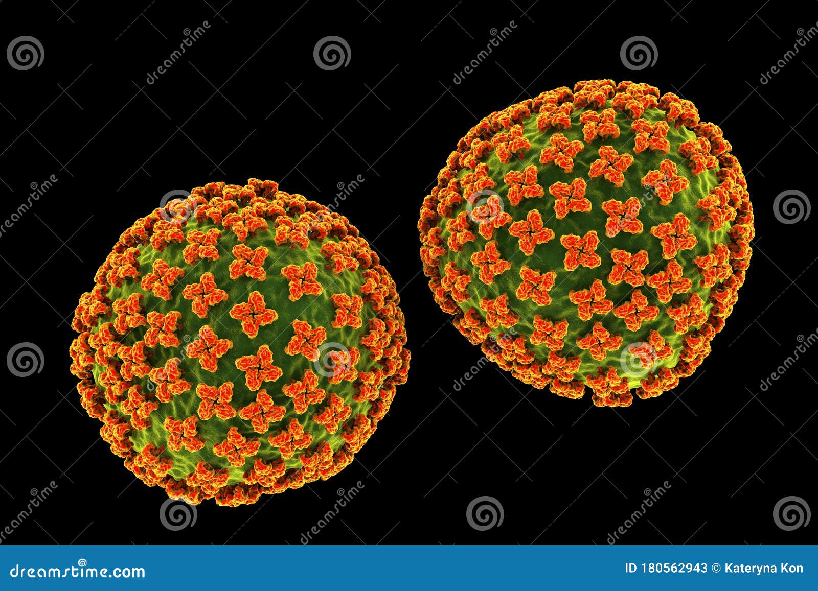 orthohantavirus that causes hantavirus hemorrhagic fever with renal syndrome