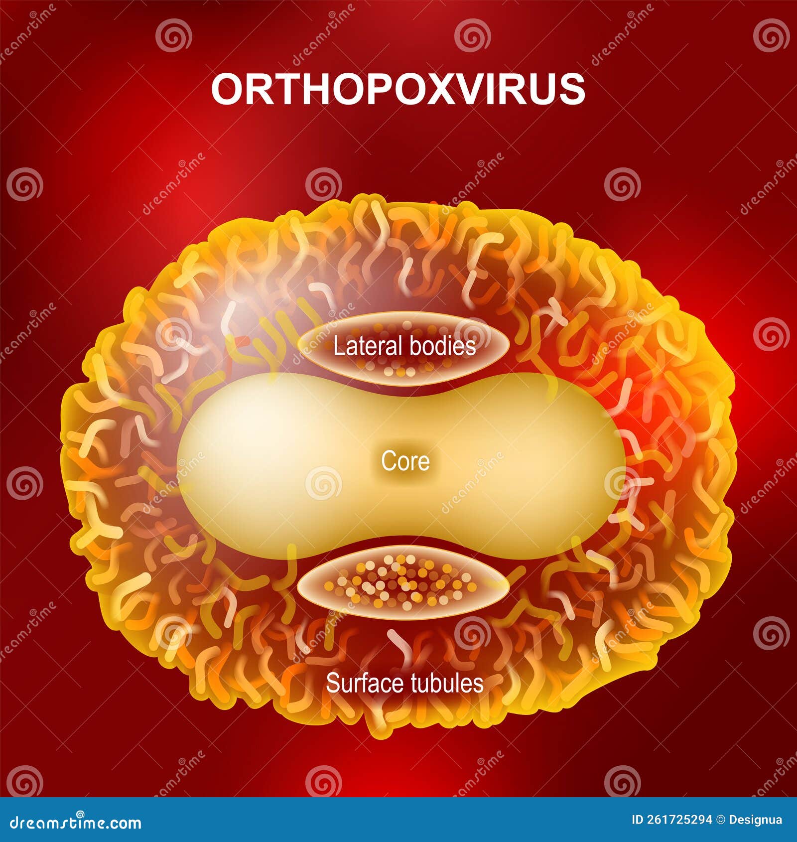 orthopoxvirus or monkeypox virus that cause smallpox, cowpox, horsepox, camelpox, and monkeypox